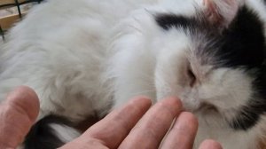 КОТ КУЗЯ СПИТ🫠💋👋