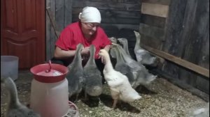 Наши гусята
