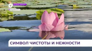 Жители Усурийского округа уже начали любоваться лотосами