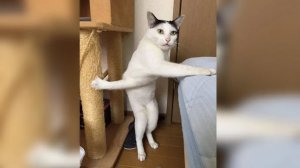 Смешные и забавные животные 😻😺 Лучшие приколы с животными 🐶