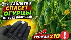 Эта таблетка спасает Огурцы от всех болезней! Листья не желтеют! Мега урожай
