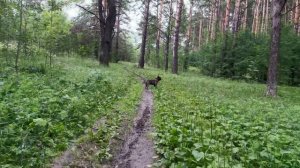 Часть 64. Егору в радость прогнать кошку