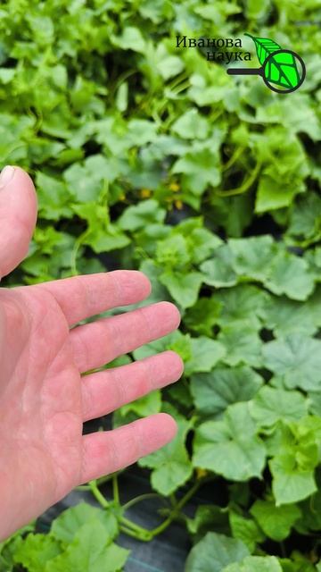 🥒 ОГУРЦЫ ЗАВАЛЯТ УРОЖАЕМ! Одно средство от пустоцвета, желтых завязей и пероноспороза сразу!