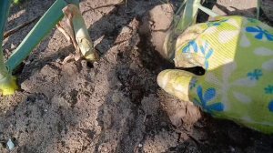 2548.  Рассадный 26. Что необходимо сделать на грядке с луком?