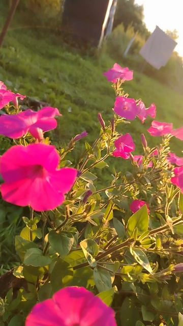 Петунии 🌺