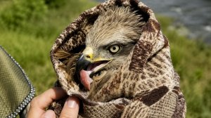Туристы спасли тонущего коршуна в Ульяновской области
