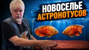 Новоселье астронотусов | Аквариумные истории из ЭКЗОМЕНЮ №181