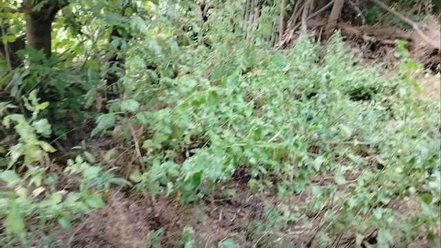 Деревенские будни разбавляет приезд внучки.