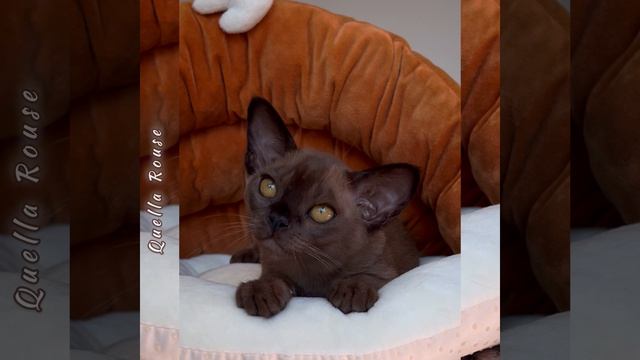 Соболиный бурманский котенок Quella Rouse Freya Way*RU Помёт «Q8»