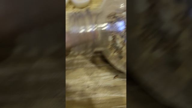 это первое единственное что надо знать это то что если ваш хома грызёт всё подрят поп ит ему нельзя! смотреть онлайн