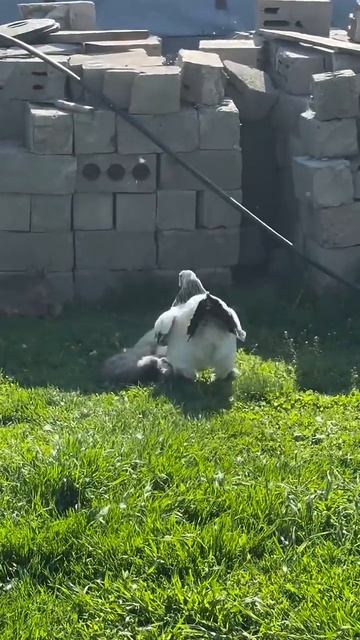 Разнимали как могли🤣 смотреть онлайн