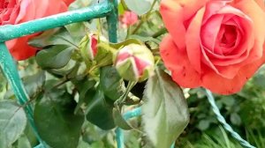 События одного дня. Добралась до цветов. Холодина.
