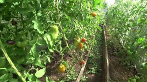 Предпоследняя стрижка томатов