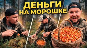ТАЁЖНЫЙ ПРОМЫСЕЛ. СБОР ЯГОД НА ПРОДАЖУ. МЕДВЕДЬ РЯДОМ. КАК СОБИРАТЬ МОРОШКУ