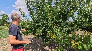 Обрезать абрикос в середине лета можно и даже нужно