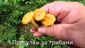 Прогулки за грибами. Где в прошлом году были опята, в этом году лисички.