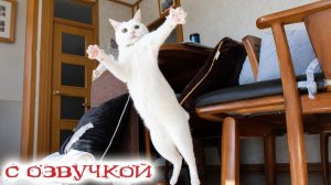 Приколы с котами С ОЗВУЧКОЙ Эти КОТЫ ВАС Рассмешат Самые Смешные Животные