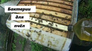 Обработка пчёл пробтотиком.