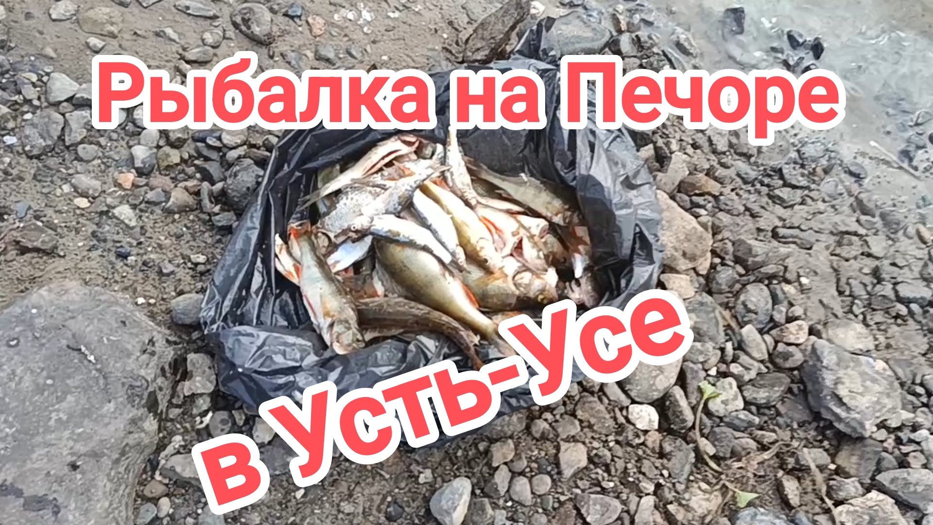 Рыбалка на Печоре в Усть-Усе. День рыбака. смотреть онлайн