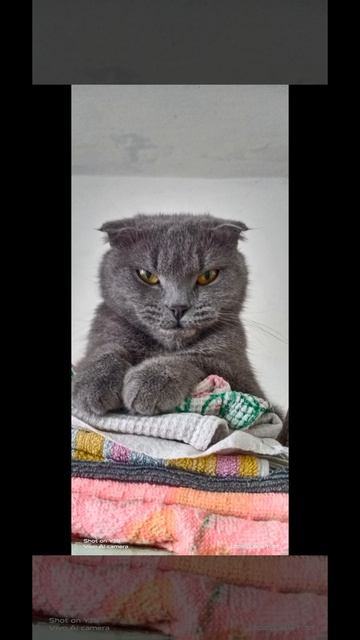 милашки смотреть онлайн