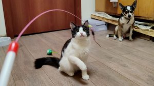Новая игрушка для милых котят.