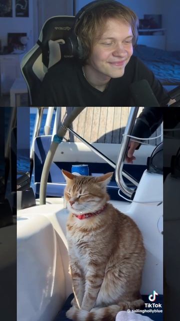 КОТИК ЧИЛИТ, А ТЫ ГДЕ 🐱 #дипинс #тикток #shorts
