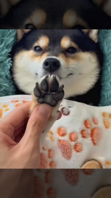 Кап кут