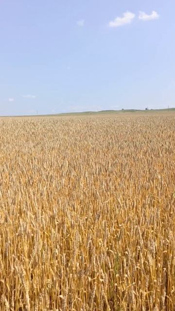 Посевы смотреть онлайн