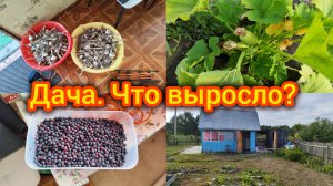 Дача Старая. Выкопала чеснок. Собираю урожай. Обзор посадок. Отдых на Даче