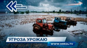 Как погодные катаклизмы отразятся на сборе зерна в России?