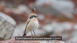 «Горные вершины: величие природы в кадре»