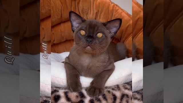 Соболиный бурманский котенок Quill Freya Way*RU Помёт «Q8»