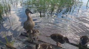 Утка с утятами.