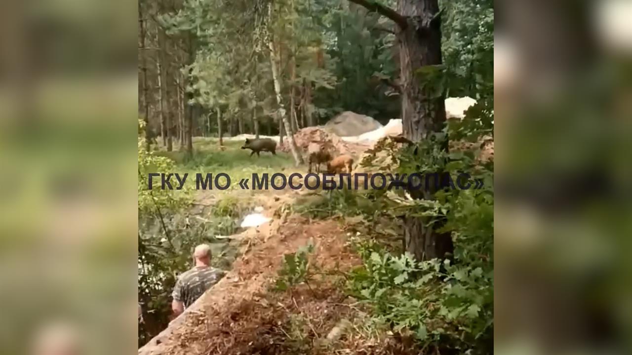 Поросята в ловушке: спасатели освободили провалившихся в бетонный бассейн кабанов. смотреть онлайн