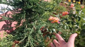 Формирую растения для украшения участка. Новая зона для творчества.