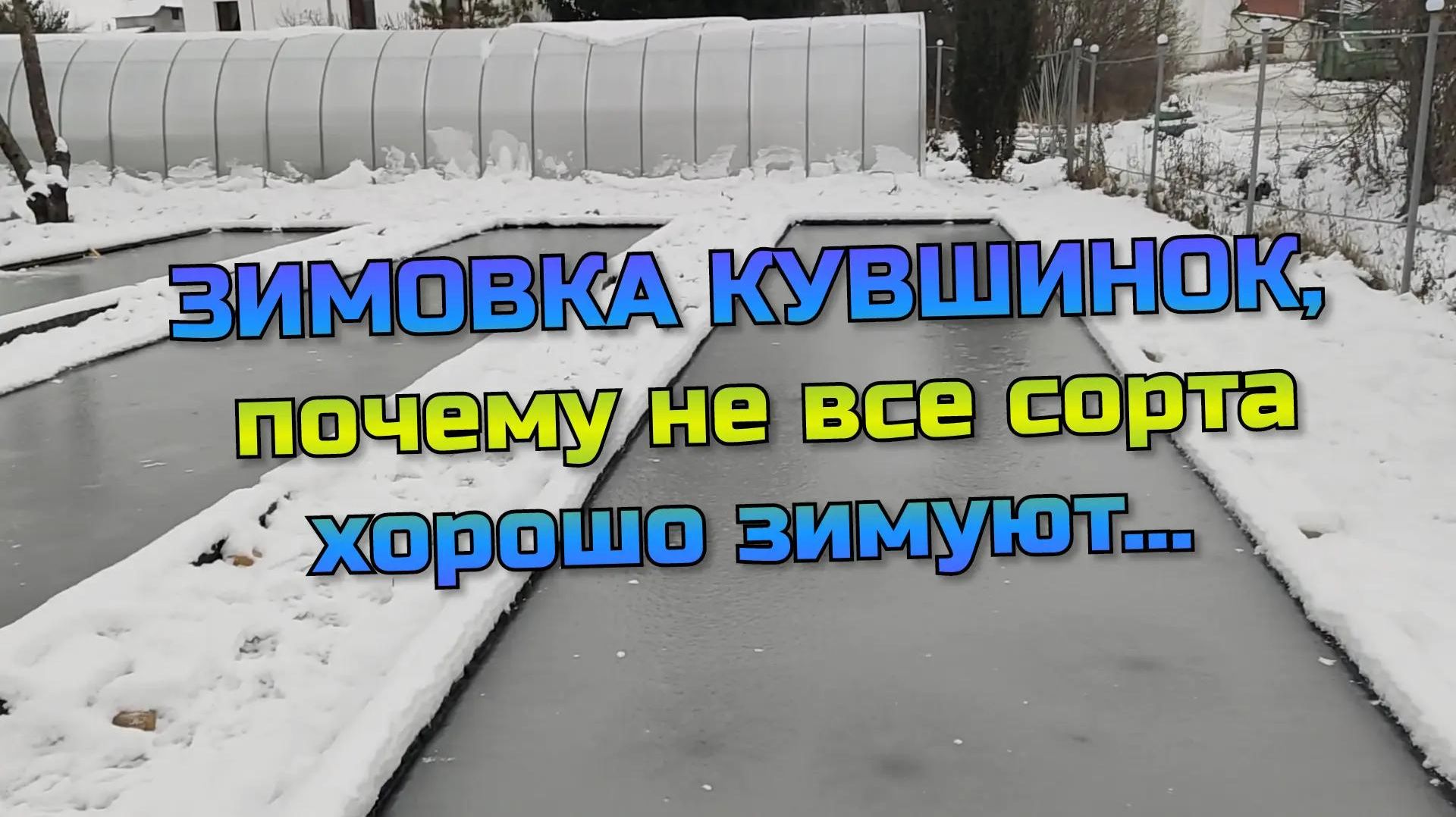 Зимовка Кувшинок, почему не все сорта хорошо зимуют