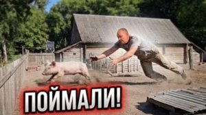 АРБУЗЫ В ЛЕСУ И ТОТ САМЫЙ СОРТ ТОМАТОВ. ЕЛЕ ПОЙМАЛИ ПОРОСЯТ! СТРОИМ НОВЫЙ КУРЯТНИК.