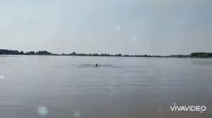 Лето, солнце, жара...