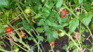 Пройдусь по огороду