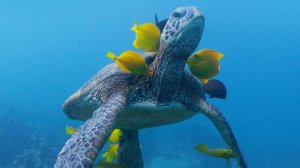 Nat Geo Wild: Душа океана (2022) / Soul of the Ocean /