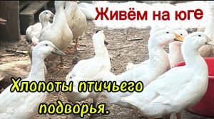 ❤️Содержание пернатых- ответ на вопрос/ Пробую впервые