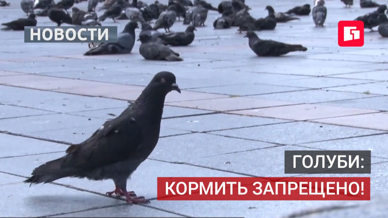 За кормление голубей на площади Ленина — штраф.17/07/2026