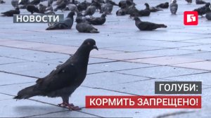 За кормление голубей на площади Ленина — штраф.17/07/2026