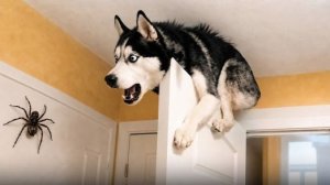 🚨РЕАКЦИЯ ЖИВОТНЫХ, КОТОРАЯ ЗАСТАВИТ УЛЫБНУТЬСЯ😂🐶