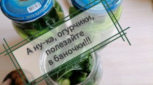 Огурцы консервированные традиционные без пряностей. 17-07-2026
