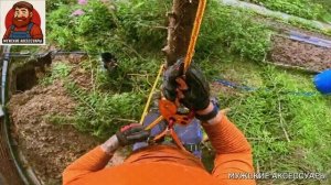 Рубим высокое дерево в саду. Профессионал арбористик STIHL ms 194