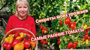 Самые РАННИЕ ТОМАТЫ Секреты моих урожаев в холодное лето И почему у вас НЕ спеют