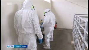 В трех округах Ставрополья введен карантин по бруцеллезу скота