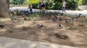 Трапеза голубей на Площади Советской в Ялте 17.07.2026