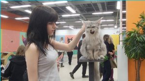 Ярославль 💫Выставка кошек 🐱 торговый центр Рио 💥
